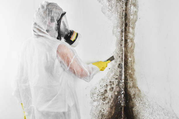 Mold Removal and Inspection in Swansboro, NC