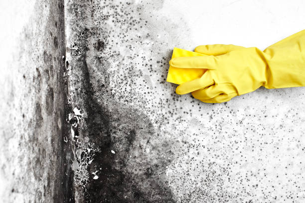 Best Mold Removal and Inspection  in Swansboro, NC