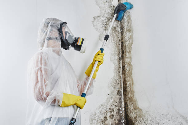 Professional Mold Removal in Swansboro, NC