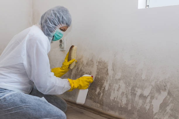 Best Office Mold Removal Services  in Swansboro, NC