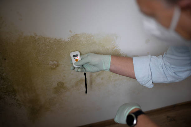 Best Home Mold Removal  in Swansboro, NC