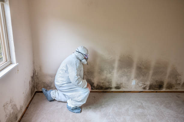 Best Mold Remediation Services  in Swansboro, NC