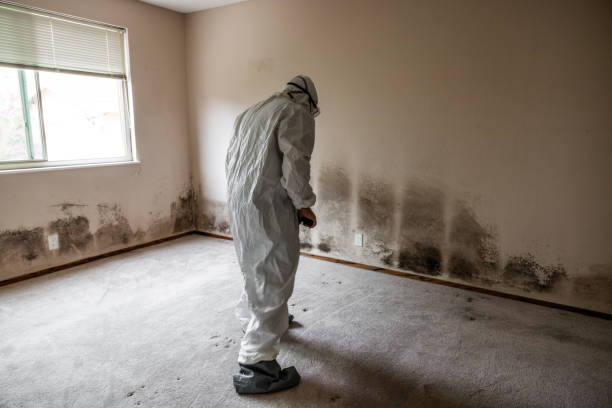 Best Emergency Mold Removal  in Swansboro, NC