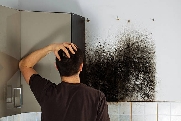 Best Mold Remediation Experts  in Swansboro, NC