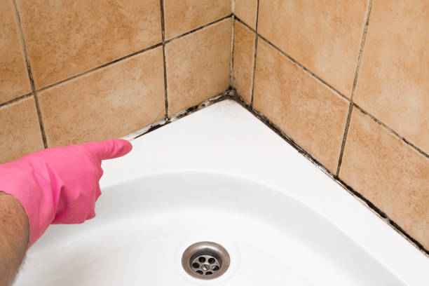 Best Professional Mold Removal  in Swansboro, NC